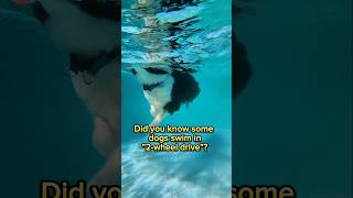 Is your dog 2wheel or 4wheel shorts foryou dogswimming underwater funnyfacts bordercollie [upl. by Newel161]