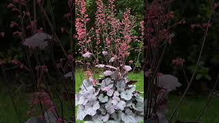 Coral Bells × Heuchera ‘Silver Gum Drop’ in Saxifragaceae [upl. by Derfnam]