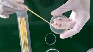 Inoculating an agar plate with E coli [upl. by Pryce]