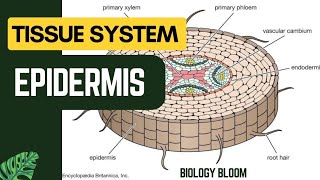 Epidermis  Plant Tissue System  Biology Bloom [upl. by Doig]