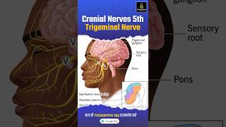 Trigeminal Nerve Cranial Nerve V trigeminalnerve nerve nervensystem testpaperlive shortvideo [upl. by Bouchard]