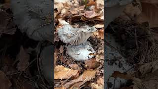 märzschneckling hygrophorus marzuolus pilze sammeln märz schwammerl schnecklinge [upl. by Barcroft437]