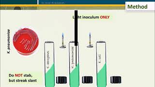 Simmons Citrate test [upl. by Loralee]