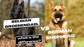 Belgian Groenendael vs German Shepherd what is the difference [upl. by Hort317]