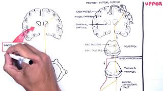 Introduction to Upper and Lower Motor Neuron Lesions [upl. by Roderigo]