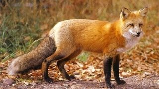 Red Fox Night sound Sounds like screaming lady [upl. by Ratib]