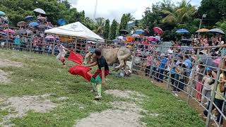 rodeo arcatao chalatenango [upl. by Naegem326]