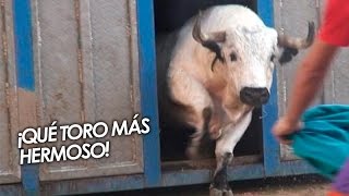 ¡QUÉ TORO MÁS HERMOSO [upl. by Mikel]