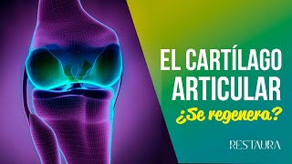 El cartílago articular de la rodilla ¿Se regenera [upl. by Tavia]