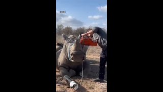 Aussie veterinarian fighting the poaching crisis in South Africa [upl. by Winthrop]