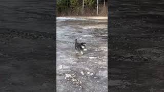 Wer sich es auch so minischnauzer animalslover hund frage shortsyoutube viral dogfluencer [upl. by Giverin877]