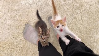 帰宅するとニャーニャー鳴きながら大喜びで出迎えてくれる子猫たちがかわいすぎました笑 [upl. by Nanji]