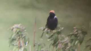 Bobolink Dolichonyx oryzivorus [upl. by Olney]