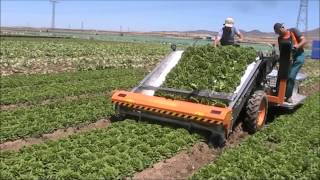 ORTOMEC 8500  RACCOLTA INSALATA A CESPO  HARVESTING OF HEAD LETTUCE [upl. by Amabel241]