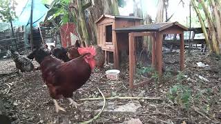 Sunshine Country Chickens Streaming Live From The Chicken Yard 9112022 Part 3 [upl. by Sorensen]