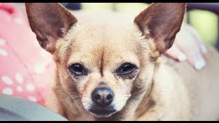 CHIHUAHUA BARKING  CHIHUAHUA HOWLING AND BARKING COMPILATION 2016 [upl. by Attesor]