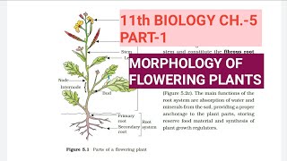 Morphology of Flowering Plants 01  Root and Stem  Class 11  Pace Series  NEET [upl. by Inoj]