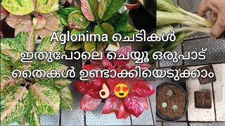 Aglonima plant care malayalam  Aglonima care at homr full tips and tricks [upl. by Nothgierc]