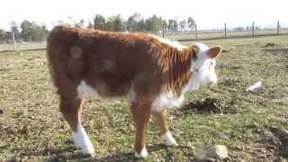 Miniature hereford 2014 calves [upl. by Rezal]