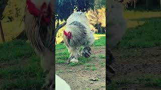 Meet the Majestic Brahma Chicken🐔✨New Farm Animals Amazing Chicken Shorts ViralViralVideo [upl. by Assillam]