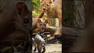 Fossa the hidden anus wildlife animals fossa [upl. by Oigres]