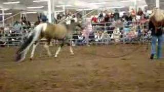 Summer Breeze Guinness Book of World Records Horse [upl. by Etessil350]