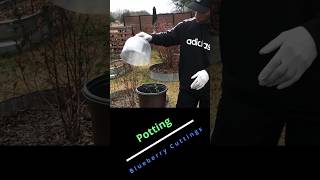 Potting blueberry cuttings garden gardening [upl. by Abibah]