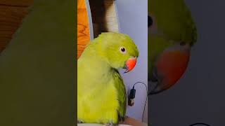 Talking parrot parrot cute cutebird alexanderparrot ringneckparrot viraltalkingparrot [upl. by Carpenter]