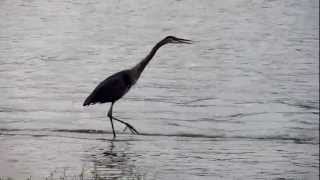 Great Blue Heron calling [upl. by Nesral864]