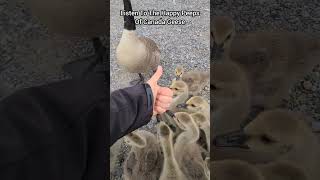 The Most Happy Canada Geese Sounds Youll Ever Hear [upl. by Ahcsrop]