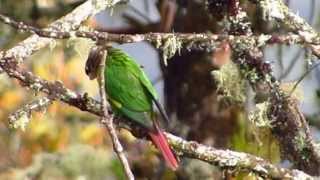 ENDEMIC  Flamewinged Parakeet  Pyrrhura calliptera  Brownbreasted Parakeet  Chingaza Park [upl. by Kreindler]