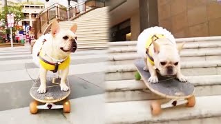 Dog Skateboard Challenge French bulldog can actually skateboard down the stairs it’s amazing [upl. by Macdermot]