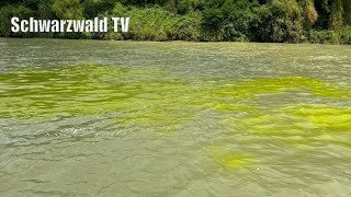 🚨🟡 ChemieUnternehmen äußert sich zur Gelbfärbung vom Rheinwasser bei GrenzachWyhlen 04082024 [upl. by Ynnattirb754]