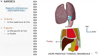 ANATOMIE FMPM POUMONS ET PLEVRES [upl. by Ailem]