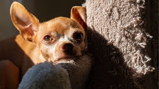 My Chihuahua Barking On Camera for the First Time [upl. by Martainn999]