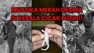 DETIKDETIK PENANGKAPAN MUSTIKA MERAH DELIMA DI KEPALA CICAK PUTIH GHOIB [upl. by Anomas947]