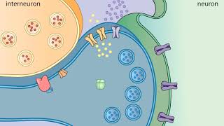 Sensitization in Aplysia [upl. by Charlene]