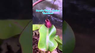 Nepenthes ‘Viking’ x Ampullaria “Black Miracle” carnivorousplant plantlover pitcherplant garden [upl. by Maud]