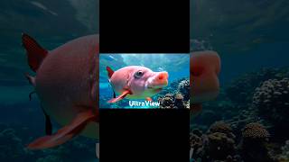 Awesome PigFish 😍😱 shorts pigfish pig viral dogfish short ai [upl. by Asyral452]