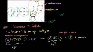 ATP  Adenosina Trifosfato [upl. by Eiramadnil]