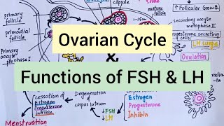 Ovarian Cycle  Role of Gonadotropins FSH amp LH [upl. by Jarrell473]