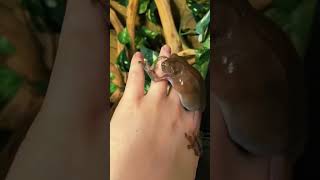 whites tree frogs acting crazy pets frogs frog animals funnyanimals funny [upl. by Carrie]