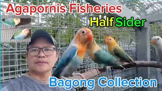 Agapornis Fisheries Half Sider Mutation Bagong Collection Sa Ating Aviary buhaymagiibon [upl. by Urania]