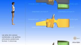 La columna vertebral simplificada y la vértebra tipo [upl. by Nnybor]