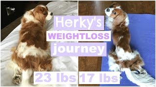 Herkys Weightloss Journey  From Curvy to Lean  Tips for dogs to lose pounds [upl. by Prudi]