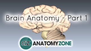 Basic Parts of the Brain  Part 1  3D Anatomy Tutorial [upl. by Willock704]