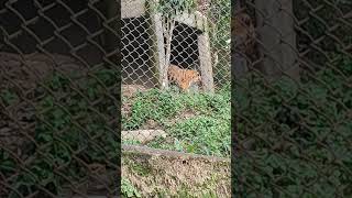 Bangal tiger in zoo [upl. by Josias414]