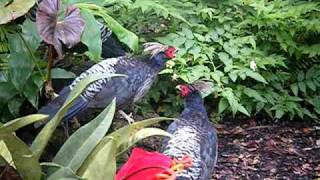 Himalayan Kalij Pheasants [upl. by Arit933]