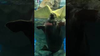 バイバイしてくれるバイカルアザラシ 新潟市水族館マリンピア日本海 Baikal seal waving at us [upl. by Boylston259]