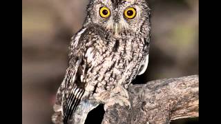 36 Screech Owl Whiskered Male telegraphic trill [upl. by Pearl]